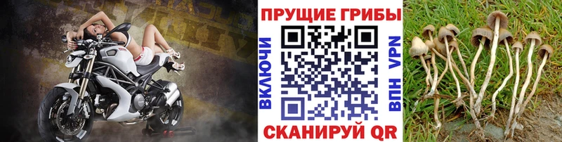 Купить где  Инта  Псилоцибиновые грибы ЛСД 